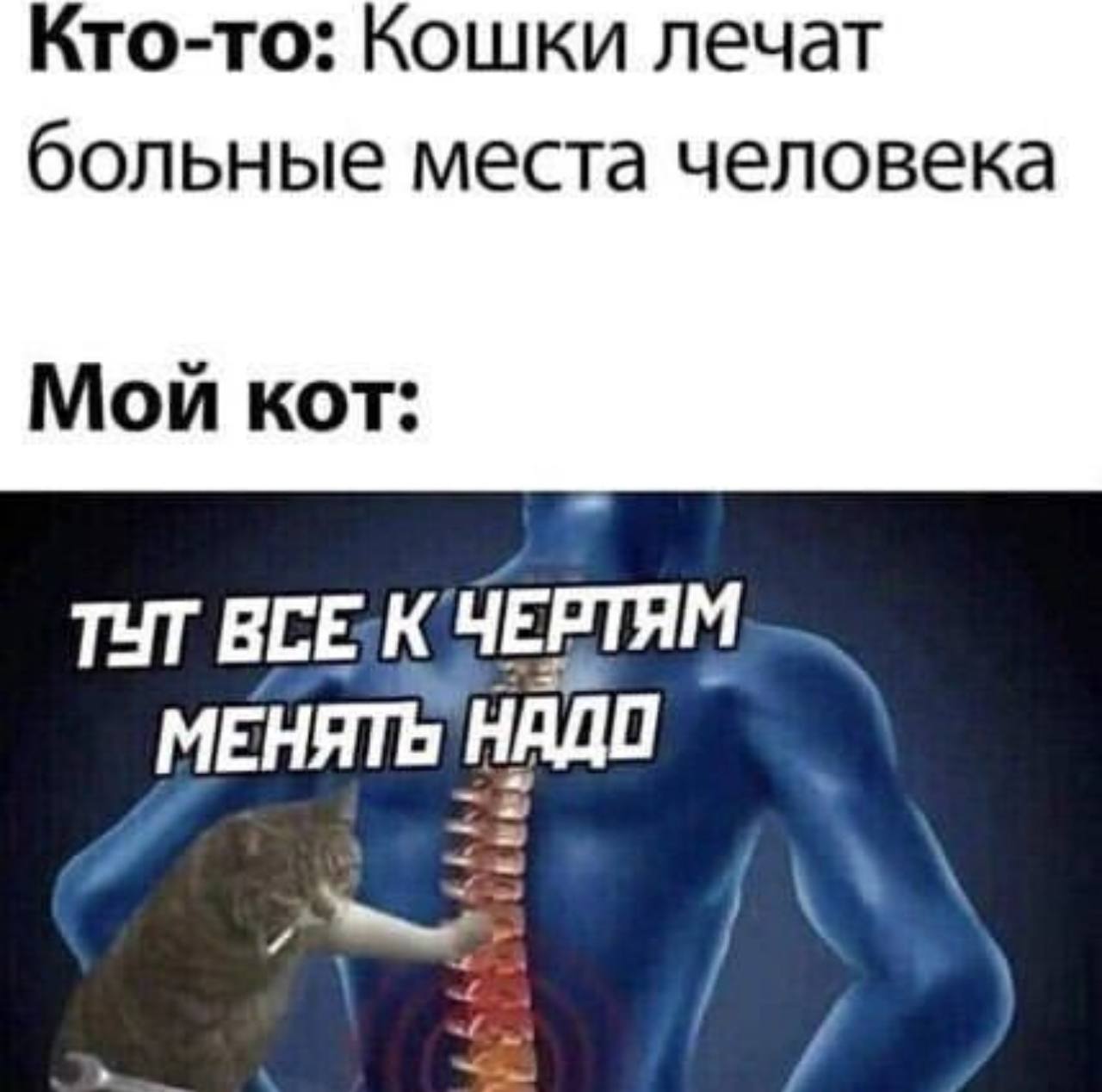 Кошки лечат больные места человека. Мой кот: тут все к чертям менять надо